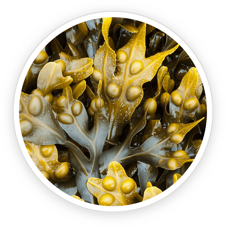 Bladderwrack Powder