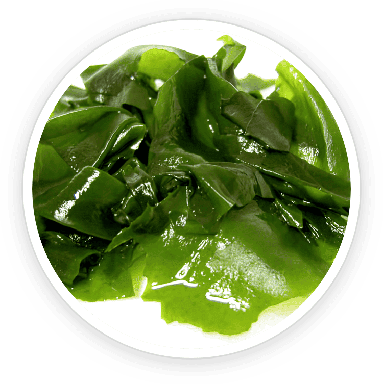 Wakame Extract